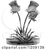 Clipart Of A Vintage Black And White Egyptian Paper Reed Plant Royalty Free Vector Illustration