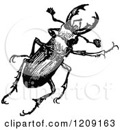 Vintage Black And White Stag Beetle