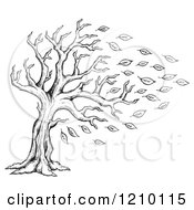 Poster, Art Print Of Sketched Black And White Tree Being Stripped Of Autumn Leaves In A Breeze