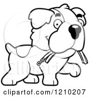 Poster, Art Print Of Black And White St Bernard Dog Carrying A Leash In His Mouth