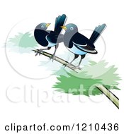 Two Magpies On A Branch