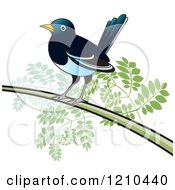 Perched Magpie Bird