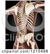 Clipart Of A 3d Male Skeleton Xray Of The Back Royalty Free CGI Illustration