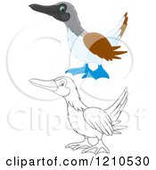 Outlined And Colored Blue Footed Boobie Bird