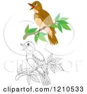 Cartoon Of An Outlined And Colored Perched Bird Royalty Free Vector Clipart