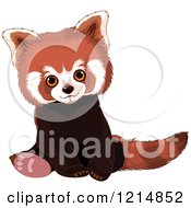 Poster, Art Print Of Cute Red Panda Sitting