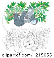 Clipart Of An Outlined And Colored Cute Koala Clinging To A Tree Branch Royalty Free Vector Illustration by Alex Bannykh