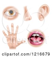 The Five Senses Illustrated As An Eye Nose Ear Hand And Mouth