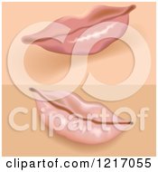 Clipart Of Female Lips Royalty Free Vector Illustration