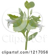 Clipart Of A Lemon Balm Plant Royalty Free Vector Illustration