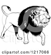 Poster, Art Print Of Black And White Walking Lion