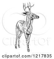 Poster, Art Print Of Woodcut Deer Stag In Black And White