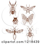 Poster, Art Print Of Brown And White Insects