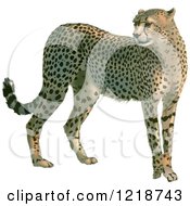 Poster, Art Print Of Standing Cheetah