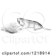 Clipart Of A Black And White Pocket Gopher By A Den Royalty Free Vector Illustration