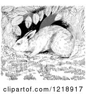 Clipart Of A Black And White Cottontail Rabbit Under A Shrub Royalty Free Vector Illustration
