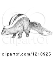 Poster, Art Print Of Black And White Sniffing Skunk