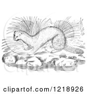 Clipart Of A Black And White Mink On River Rocks Royalty Free Vector Illustration