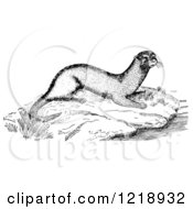 Clipart Of An Otter On A River Rock Royalty Free Vector Illustration by Picsburg
