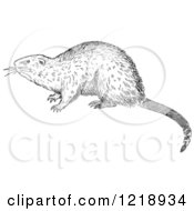 Clipart Of A Black And White Muskrat Royalty Free Vector Illustration