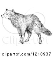 Clipart Of A Black And White Sniffing Wolf Royalty Free Vector Illustration by Picsburg