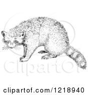 Clipart Of A Black And White Raccoon Royalty Free Vector Illustration by Picsburg