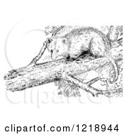 Clipart Of A Black And White Opossum In A Tree Royalty Free Vector Illustration by Picsburg