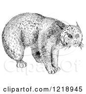 Clipart Of A Black And White Bobcat Royalty Free Vector Illustration