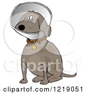 Poster, Art Print Of Sitting Brown Dog Wearing An Elizabethan Colar Cone