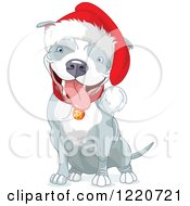 Cute Gray And White Christmas Pit Bull Wearing A Santa Hat And Sitting