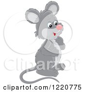 Poster, Art Print Of Cute Curious Gray Mouse Facing Right