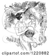 Poster, Art Print Of Black And White Retro Woman Picking Apples From A Tree