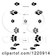 Poster, Art Print Of Black And White Wolf Wildcat And Raccoon Tracks