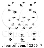 Clipart Of Black And White Marten Fisher Skunk Opossum And Fox Tracks Royalty Free Vector Illustration