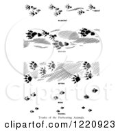 Clipart Of Black And White Tracks Of Furbearing Animals Royalty Free Vector Illustration by Picsburg #COLLC1220923-0181