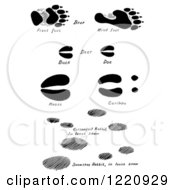 Clipart Of Black And White Bear Deer Moose Caribou And Rabbit Tracks Royalty Free Vector Illustration by Picsburg