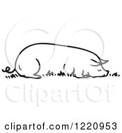 Poster, Art Print Of Black And White Sow Resting Eating