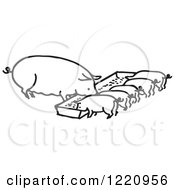 Poster, Art Print Of Black And White Sow And Piglets Eating