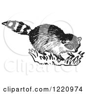 Poster, Art Print Of Black And White Raccoon