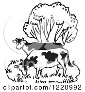 Poster, Art Print Of Black And White Cows Grazing By A Tree