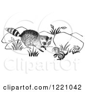 Black And White Raccoon And Chipmunk