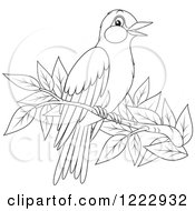 Clipart Of An Outlined Oriole Bird Perched On A Branch Royalty Free Vector Illustration