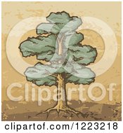 Poster, Art Print Of Sketched Mature Oak Tree On Brown And Tan