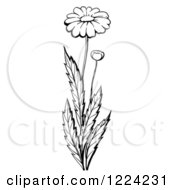 Poster, Art Print Of Black And White Daisy Plant With A Flower And Bud
