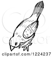 Clipart Of A Black And White Bird Pecking The Ground Royalty Free Vector Illustration
