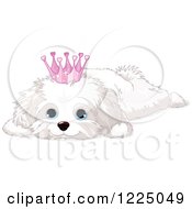 Poster, Art Print Of Cute Spoiled Bichon Frise Or Maltese Puppy Dog Resting And Wearing A Crown