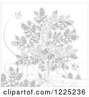Clipart Of An Outlined Winter Tree With Robins Royalty Free Vector Illustration