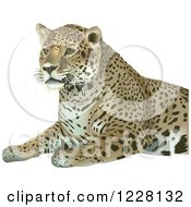 Poster, Art Print Of Sitting Leopard