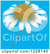 Poster, Art Print Of Camomile Flower