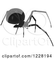 Poster, Art Print Of Southern Black Widow Spider